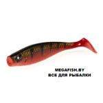 Red-Tail-Shad
