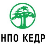 Кедр