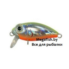 Kosadaka-Roger-Surf-LME