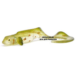 Kanalgratis-Nettel-Juvenile-Crystal-Eelpout