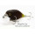 Воблер Jackall Chubby 38F (4 гр; 3.8 см; 0.5-1 м) pellet yellow