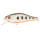 Воблер PONTOON 21 Cheerful 60F-SR, 60мм., 6.7 гр., 0.4-0.6 м. цвет №050