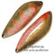 Blesna-Pontoon-21-Sampliora-G46-604