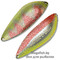 Blesna-Pontoon-21-Sampliora-S86-608